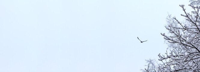 snow-covered tree branches and a flying away bird against the blue sky. winter flights for travel