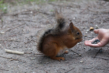 Red squirrel eats sunflower seeds from hand