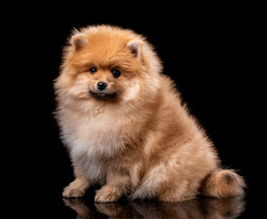 Cute little pomeranian spitz puppy sitting on a black background.