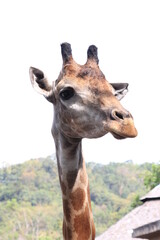 Close up Giraffe's Face 