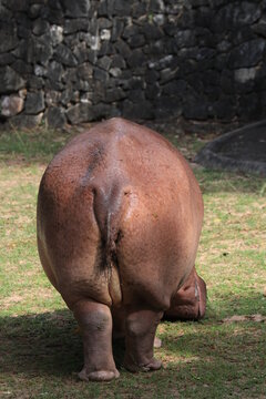 close up shubby butt of hippopotamus