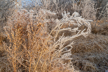 Rime on the branches of plants. Frost texture. Close-up. Plants in winter frost. Snow on the ground. Winter. White snowflakes on the branches. Snowflakes texture. Steppe thorns in winter