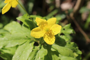 
Bright yellow buttercups bloom in the spring forest on a sunny day