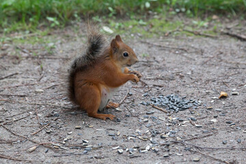 Naklejka na ściany i meble Red squirrel eats sunflower seeds