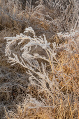 Rime on the branches of plants. Frost texture. Close-up. Plants in winter frost. Snow on the ground. Winter. White snowflakes on the branches. Snowflakes texture. Steppe thorns in winter