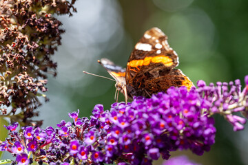 Red Admiral, Vanessa atalanta, butterflies on Buddleja flower or butterfly bush. High quality photo