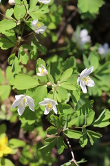 White windy anemone blooms in the spring forest