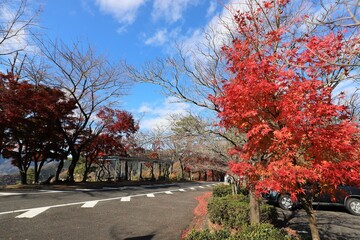 奥琵琶湖パークウェイ　紅葉