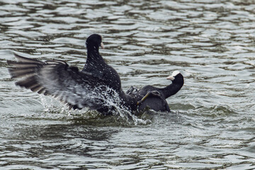 オオバンの喧嘩