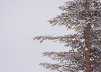 Spruce branches covered with snow.