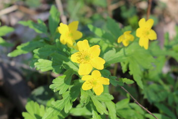 
Bright yellow buttercups bloom in the spring forest on a sunny day