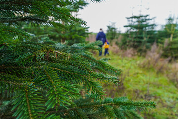 Familie auf der Suche nach einem Weihnachtsbaum 