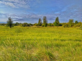 Obraz premium field and blue sky
