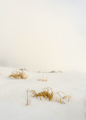 Dry grass on a snowy slope. Selective focus.