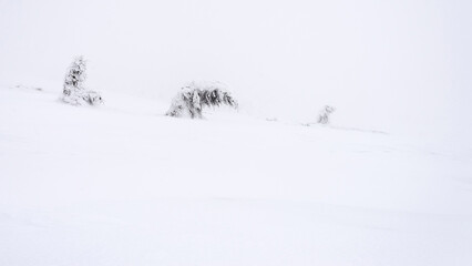 Snow covered trees on the mountainside.