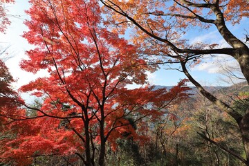 奥琵琶湖パークウェイ　紅葉