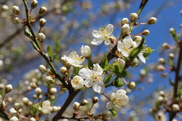 White flowers bloom on the branches of the cherry tree in early spring on a sunny day against a blue sky
