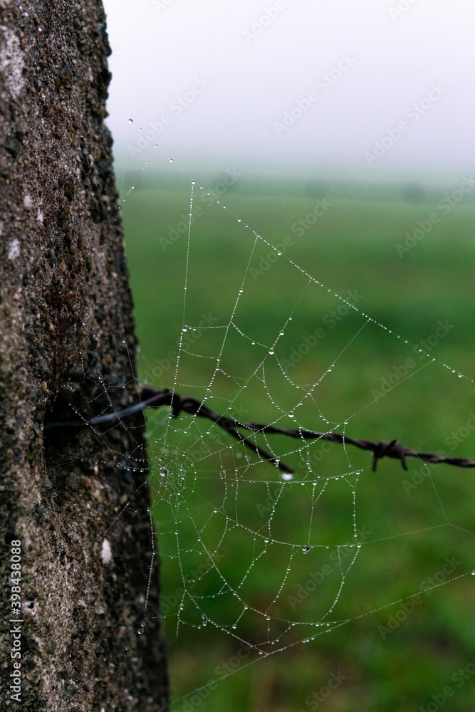 Sticker Vertical shot of a spider web with water droplets on the tree in an empty park on a cloudy day