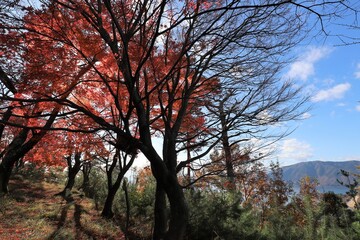 奥琵琶湖パークウェイ　紅葉