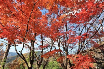 奥琵琶湖パークウェイ　紅葉