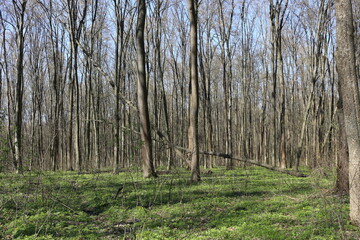 Obraz premium The forest wakes up in the spring. The grass and trees have turned green