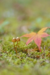 森の中の小さなキノコ　かわいいキノコ