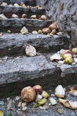 JARRAMPLAS, Carnival, Piornal, Jerte Valley, Cáceres, Extremadura, Spain, Europe