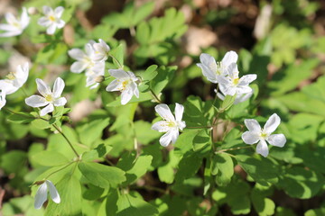 White windy anemone blooms in the spring forest