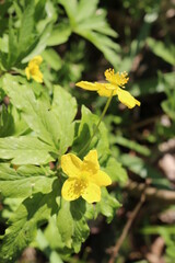 
Bright yellow buttercups bloom in the spring forest on a sunny day