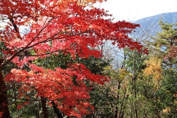 奥琵琶湖パークウェイ　紅葉