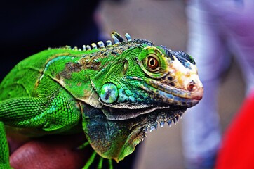 green iguana in the human hand