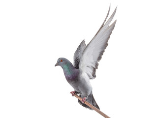 Fototapeta premium beautiful gray pigeon isolated on white background