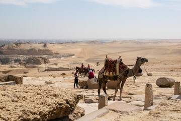 Arabic camel dromedaries next to the great pyramids of Giza in the desert