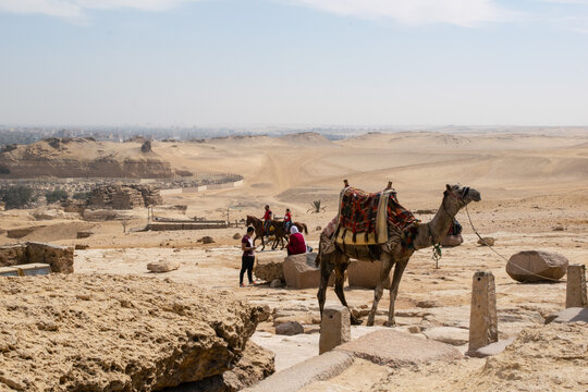 Arabic camel dromedaries next to the great pyramids of Giza in the desert