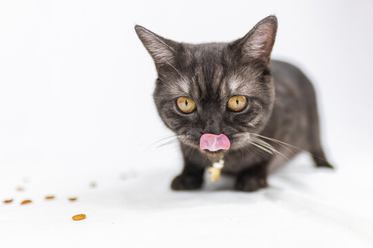 Black adorable kitten on white background. Black cat is nibbling on small snacks. Cute funny cat with yellow eyes enjoying biscuit nutritions during a break in a photo shooting. Close up on the head  