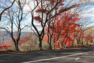 Naklejka premium 奥琵琶湖パークウェイ 紅葉