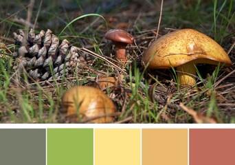 The colors of the autumn, yellow and brown mushrooms and pine cone on the ground in the forest. Color palette swatches, color combination, inspired by nature.