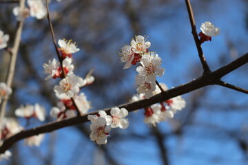 Many white flowers bloomed on the apricot tree in the garden in the spring