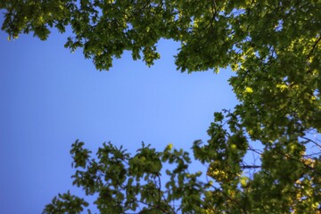 Sky and green foliage
Безоблачное небо над зелёными кронами