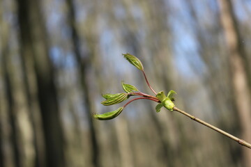 
Young first leaves grew from open buds on a tree in a spring forest