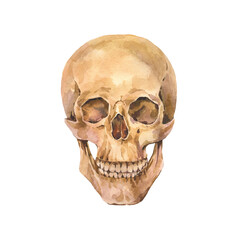 Watercolor realistic human skull in vintage style