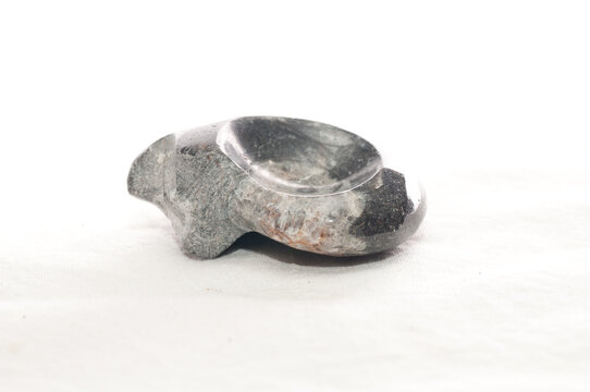 goniatite cephalopod fossil