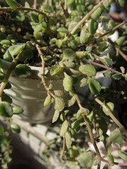 the green succulent plants is blooming in the garden design for growing concept