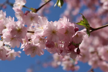 Many pink flowers bloomed on the sakura tree in the garden in the spring