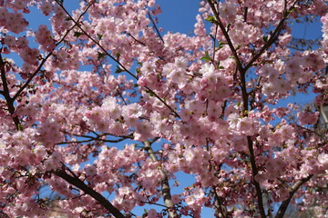 Many pink flowers bloomed on the sakura tree in the garden in the spring