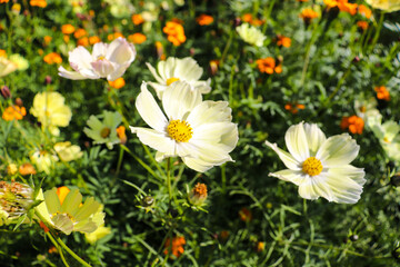 コスモス 秋桜 白い 黄色 花畑 落ち着いた