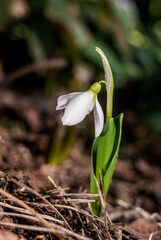 Подснежник широколистный (Galanthus platyphyllus) Galanthus platyphyllus