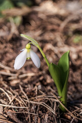 Подснежник широколистный (Galanthus platyphyllus) Galanthus platyphyllus