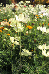 Obraz premium 白い コスモス 秋桜 落ち着いた 花畑 大輪