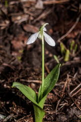 Подснежник широколистный (Galanthus platyphyllus) Galanthus platyphyllus